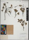 Foto von Salix herbacea L.